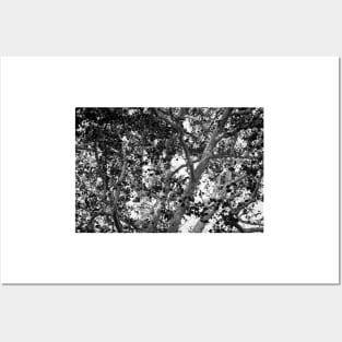 View through a tangle of branches in large tree in monochrome. Posters and Art